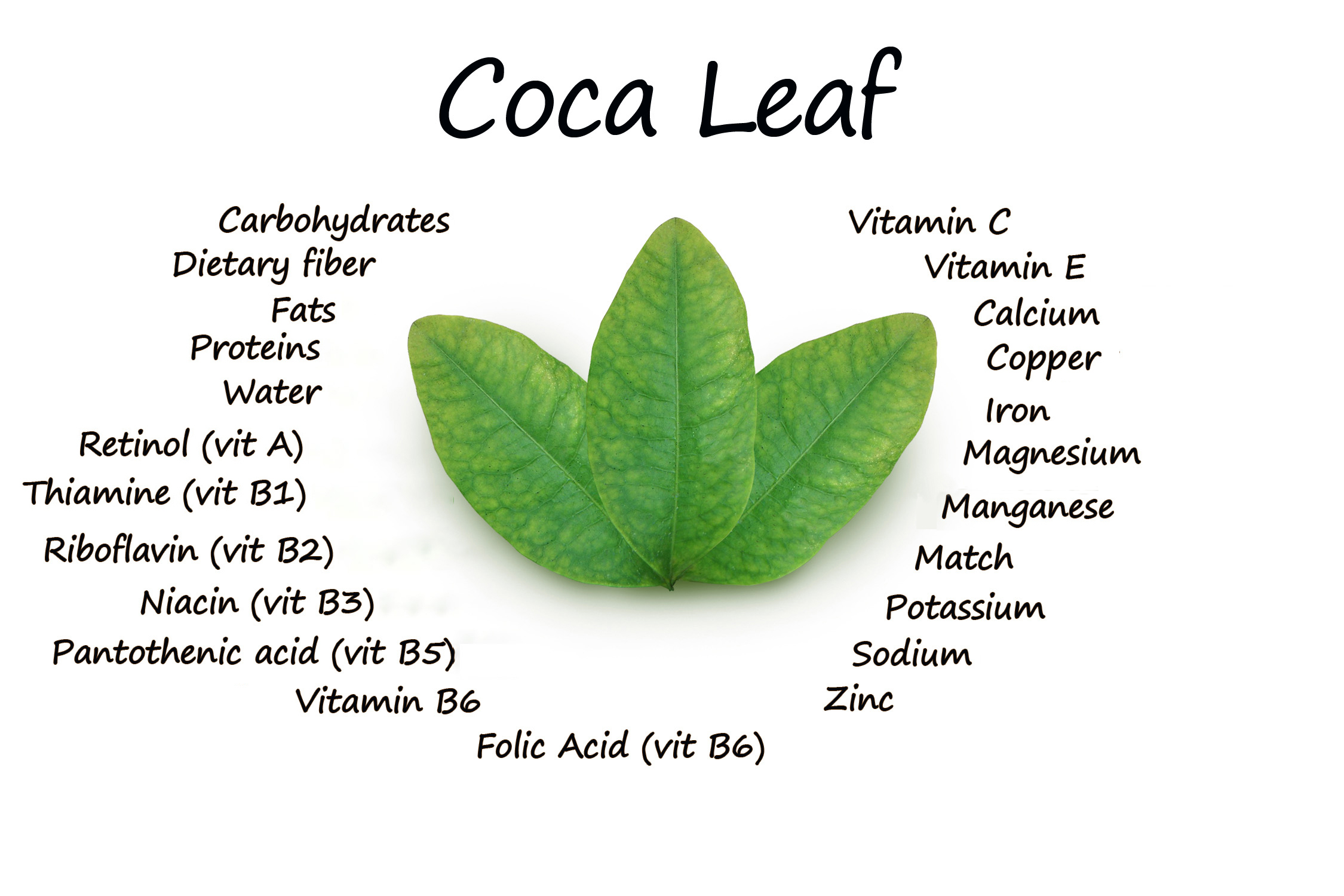 Coca Leaf 100mg